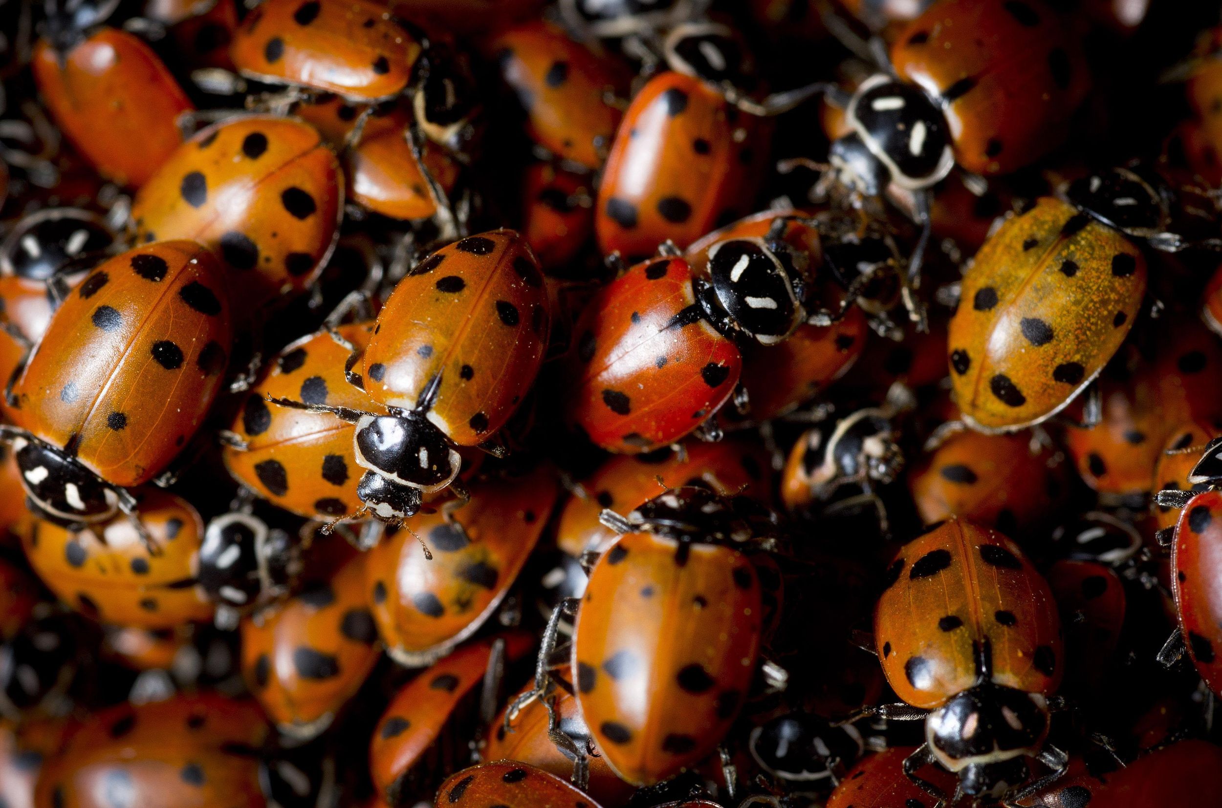 Ask Dr. Universe Ladybugs survive the winter by hibernating in large