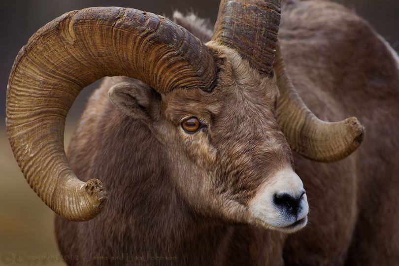 Bighorn ram. (Jaime Johnson)