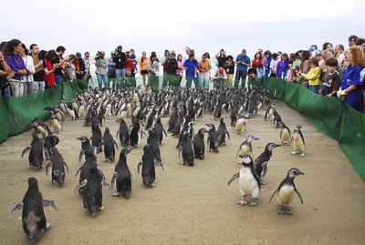 Penguins are released at the Cassino Beach, state of Rio Grande do Sul, Brazil, on Saturday.  (Associated Press / The Spokesman-Review)