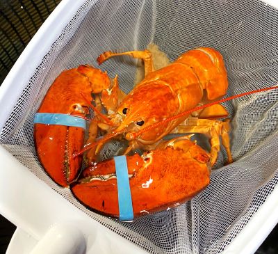 Staff at the Red Lobster in Hollywood, Fla., named the bright-orange lobster Cheddar, for the chain’s signature biscuits.  (Ripley’s Aquarium of Myrtle Beach)