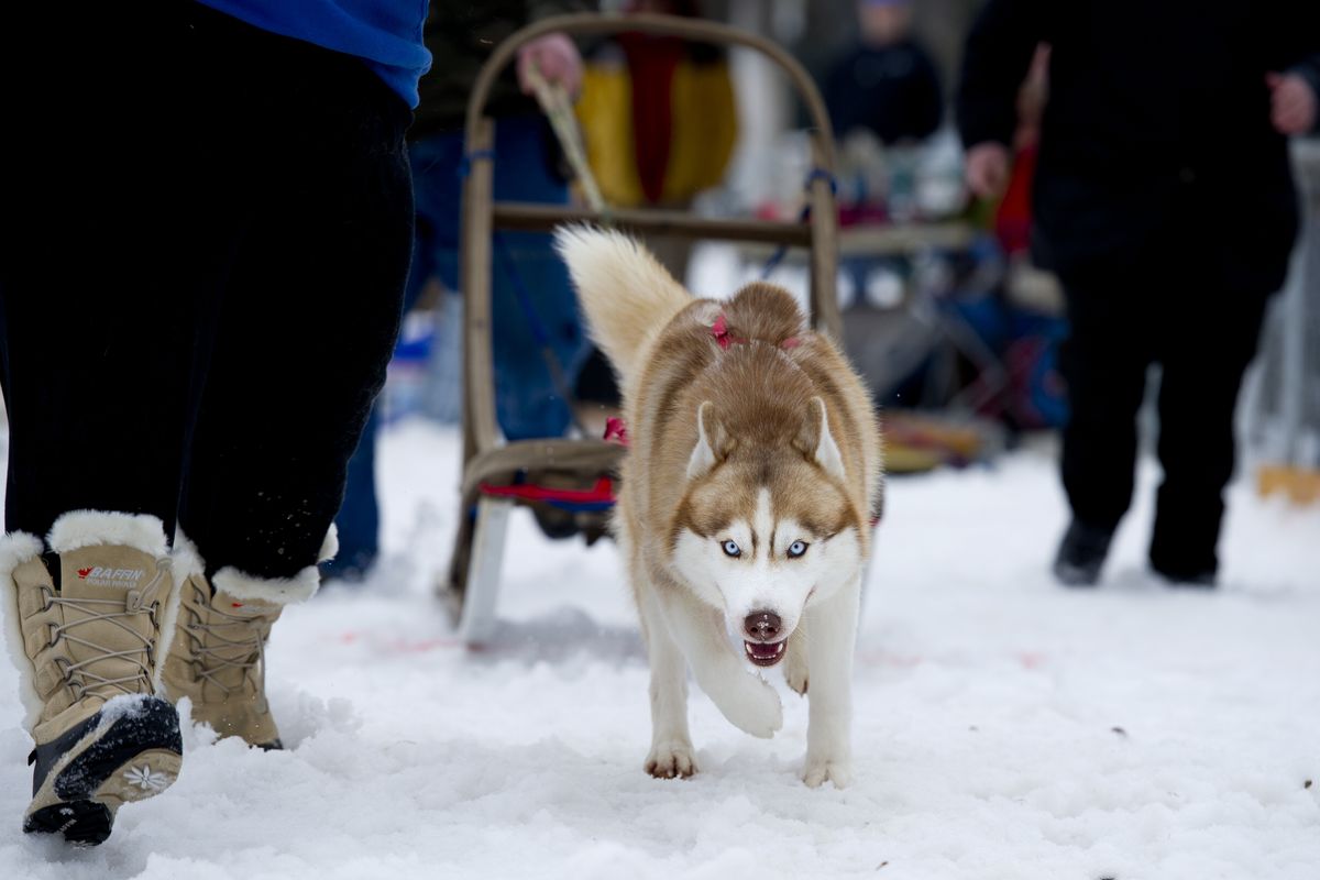 Joker, a young Siberian husky belonging to Naomi Hinkle, of Nine Mile Falls, pulls a weighted sled during the Dog Weight Pull at Saturday’s Winterfest. The event continues today.