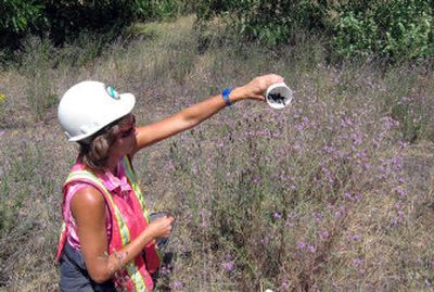 
Jan Olsen,  of the Idaho Department of Environmental Quality, releases insects that feed on purple spotted knapweed, an invasive weed in North Idaho. 
 (Idaho Department of Environmental Quality / The Spokesman-Review)