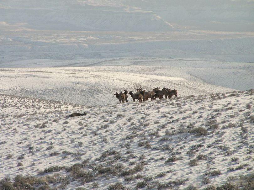 a group of Colockum Wildlife Area elk stand by confused after one elk was tranquilized by a Washington Department of Fish and Wildlife aerial gunner so it could be fitted a radio collar for research on the herd. (Washington Fish and Wildlife Department)