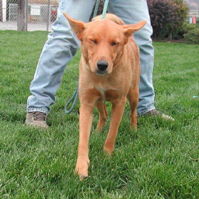 
Baby, a young, female shepard-Lab mix, has found a home with Phi Delta Theta.
 (Christopher Rodkey / The Spokesman-Review)