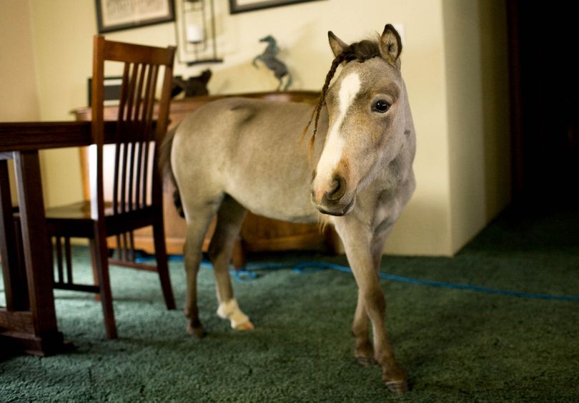 In this Jan. 22, 2010 picture, Rowan, the miniature horse, stands in the Thorn family's living room in Belgrade, Mont. The 30-inch miniature horse sleeps next to her owners' bed, weighs about a hundred pounds and takes baths in the bathtub. She rides in the back of an SUV, and she even has a doggy door. 