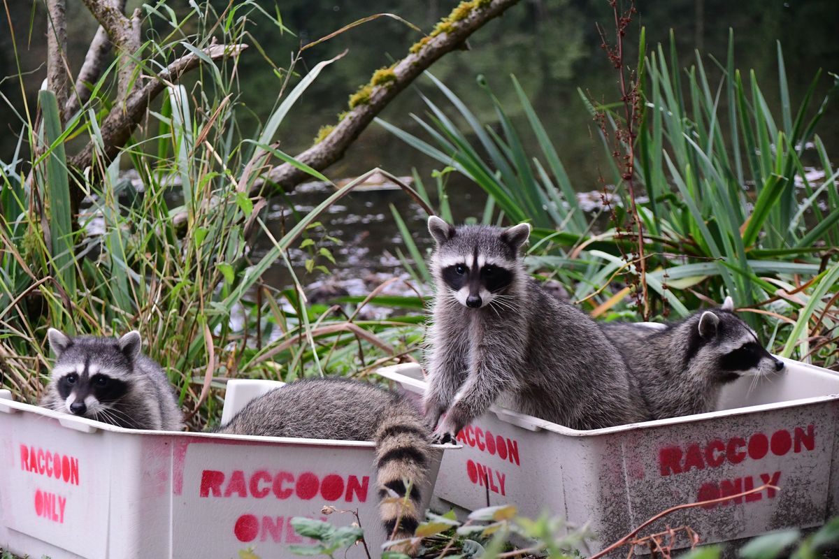 From left, a rescued raccoon, an orphaned bobcat kitten and a barn owl are among the growing number of wildlife that have been picked up by PAWS Wildlife Center.  (COURTESY/PAWS )