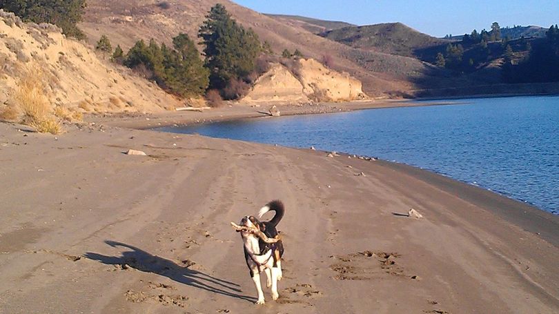 A dog romps on the Hawk Creek arm shoreline of the Lake Roosevelt National Recreation Area.    (Karen Jurasin)