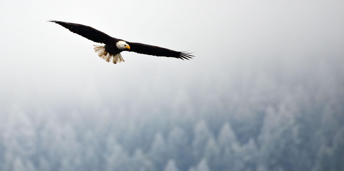 A bald eagle looks for fish along the shore of Lake Coeur d