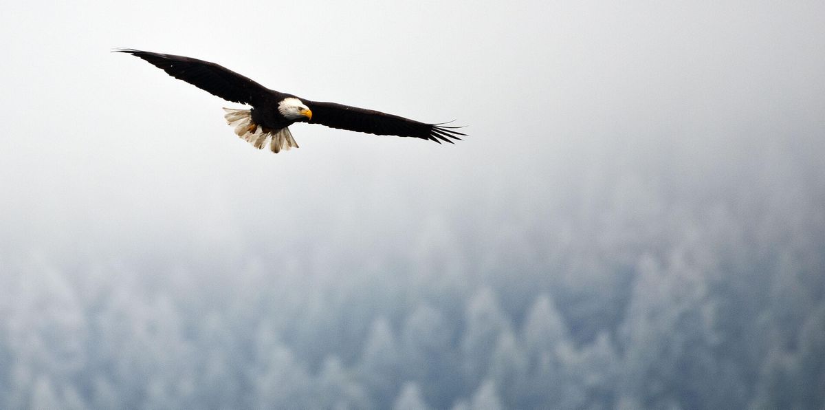 372 Bald Eagles Counted On Lake Coeur Dalene Setting New Record The Spokesman Review 0511