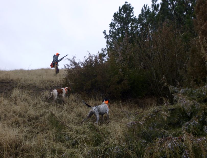 John Roland moves in on a pheasant pointed in a team effort by his Brittany spaniel and Rich Landers' English setter. (Rich Landers)