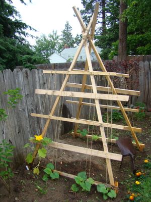 Squash trellis: June. (Maggie Bullock)