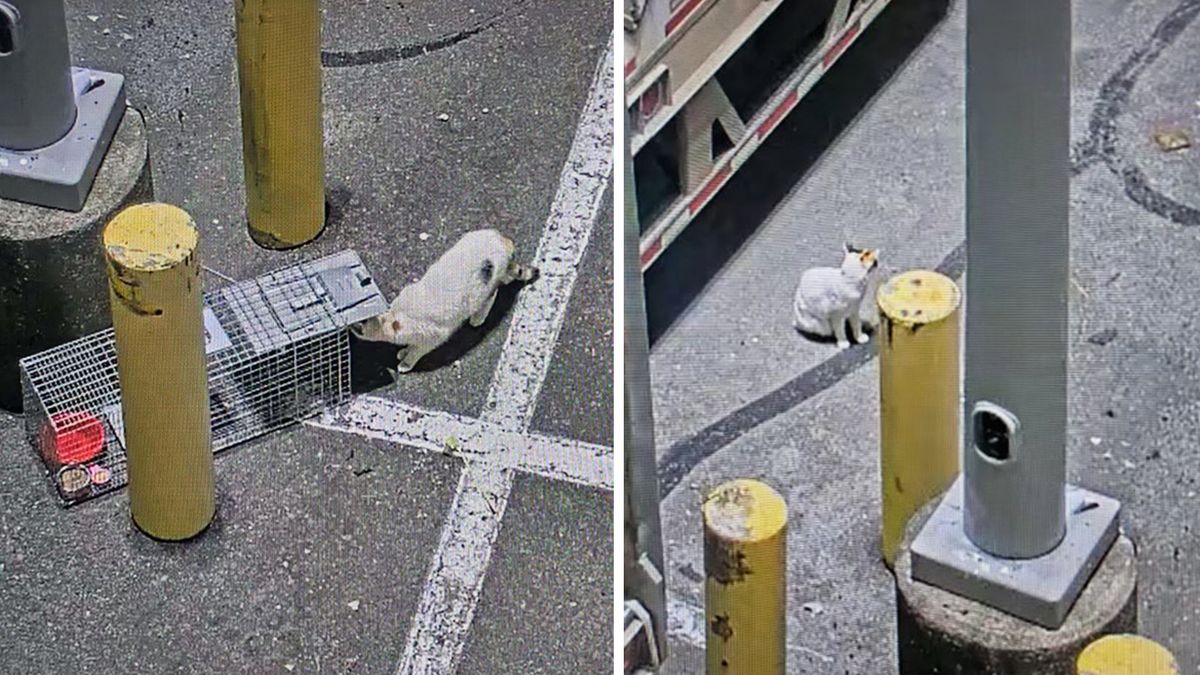 Lowe’s employees in the Garysburg location catch Francine. She was brought back to Richmond the next day. MUST CREDIT: Lowe