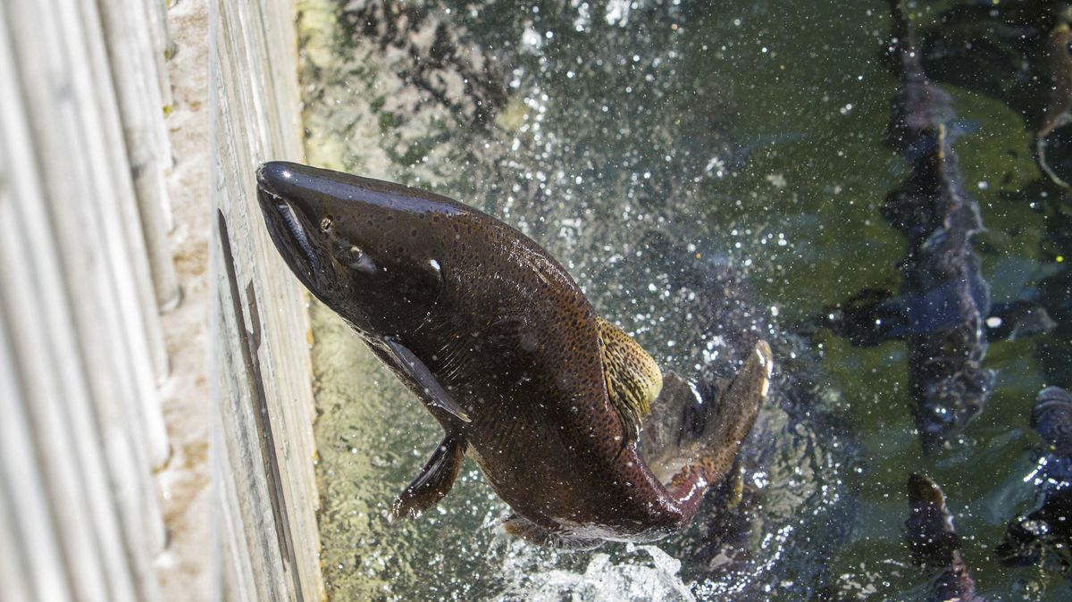 In this Sept. 23, 2015 photo, a spring chinook salmon reaches the end of the run at the McKenzie Hatchery, where mature fish are gathering in an annual fall ritual east of Springfield, Ore. (Brian Davies / Associated Press)