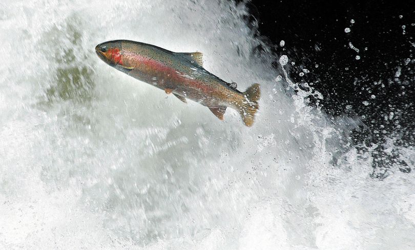 A wild steelhead takes a shot at jumping over Selway Falls. A fish ladder is available should fish need it. (Steve Hanks Lewiston Tribune)