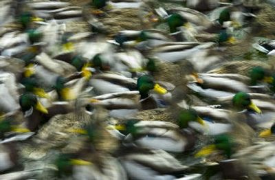 
In a blur of motion, hundreds of Mallard ducks jockey for position and bread crumbs at Manito Park Pond. 
 (File/The Spokesman-review / The Spokesman-Review)
