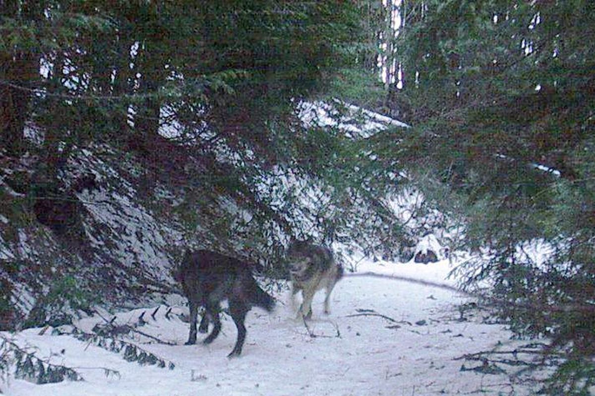 This image of a pair of wolves was captured on Dec. 7, 2013, by a trail camput out in the Boyer Mountain area of Pend Oreille County by hikers Scott Stevens and Steve Gilbertson. The photo led Washington wildlife officials to confirm a new wolf pack, which Gilbertson was allowed to name the Carpenter Ridge Pack. (Courtesy photo / COURTESY PHOTO)