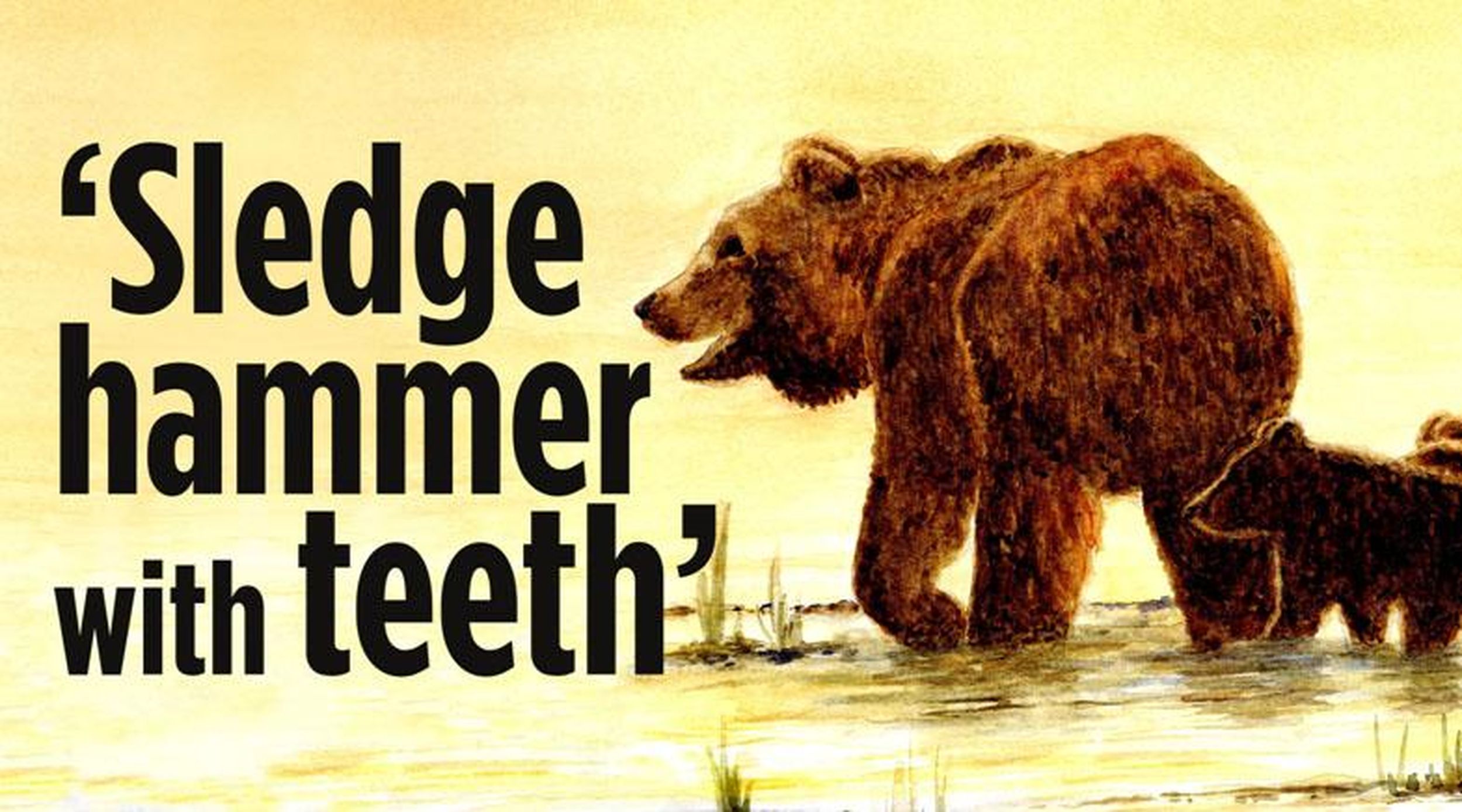 'These bears are not afraid' After four recent grizzly encounters, officials looking at options