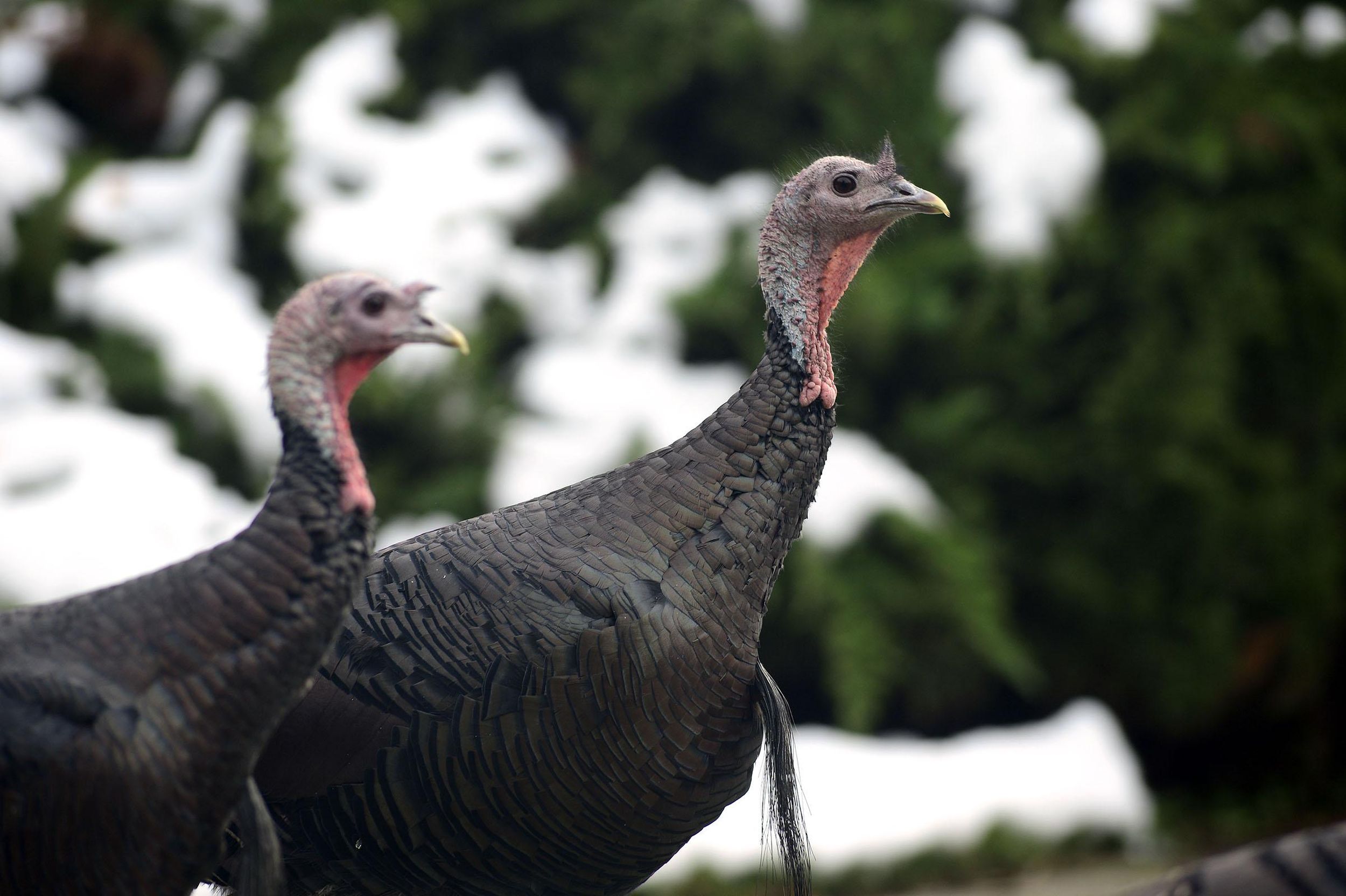 Inland Northwest S Thriving Turkey Population Is An Invasive Nuisance Or A Conservation Success Or Both The Spokesman Review