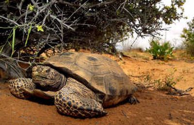 
A desert tortoise finds relief from the sun under a bush in the Red Cliffs Desert Reserve north of St. George, Utah, in 2001. Associated Press
 (File Associated Press / The Spokesman-Review)