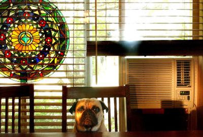 
Gus, owned by Shannon Walsh of Hauser Lake, cools down by the family air conditioner during a recent hot spell. The blinds and window decorations also help in cooling the home. 
 (Photos by Brian Plonka/ / The Spokesman-Review)