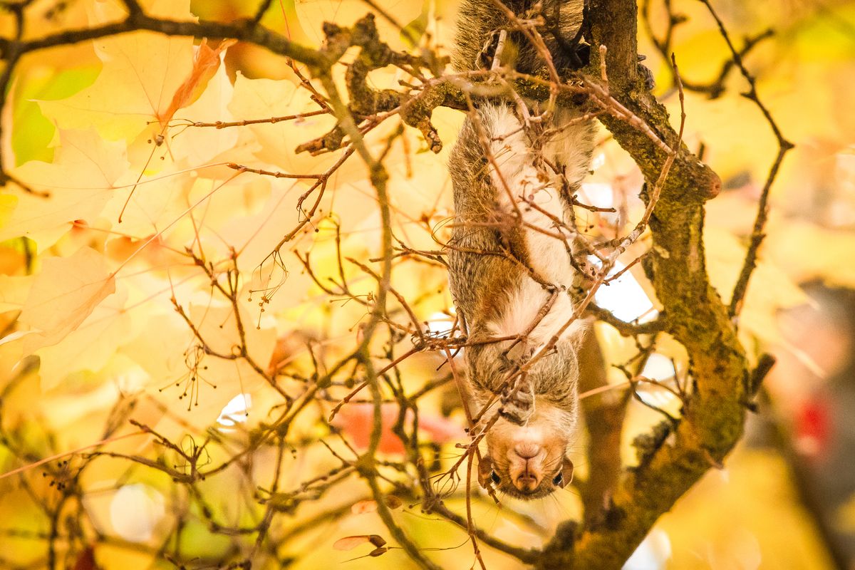 A curious Eastern gray squirrel forages in a tree, dropping discarded twigs and tree material onto the photographer below on Sunday, in Corbin Park. A full palette of fall colors were on display in the historic park in Spokane.  (Libby Kamrowski/ THE SPOKESMAN-REVIEW)