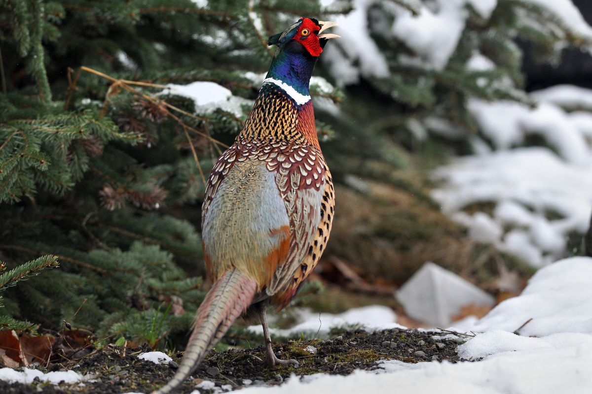 Ringneck pheasants are among the many wildlife species benefiting from trees, shrubs and other cover planted in steep or marginal crop areas of Palouse grain fields. (Rich Landers)