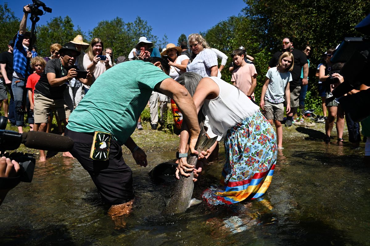 Former Spokane Tribe chairwoman Carol Evans, right, and her husband, Terry Evans, left, wrestle a chinook salmon into the Little Spokane River during a release by the Inland Northwest Land Conservancy and the Spokane Tribe on Friday at The Glen Tana Conservation Area in Spokane.  (Tyler Tjomsland/The Spokesman-Review)