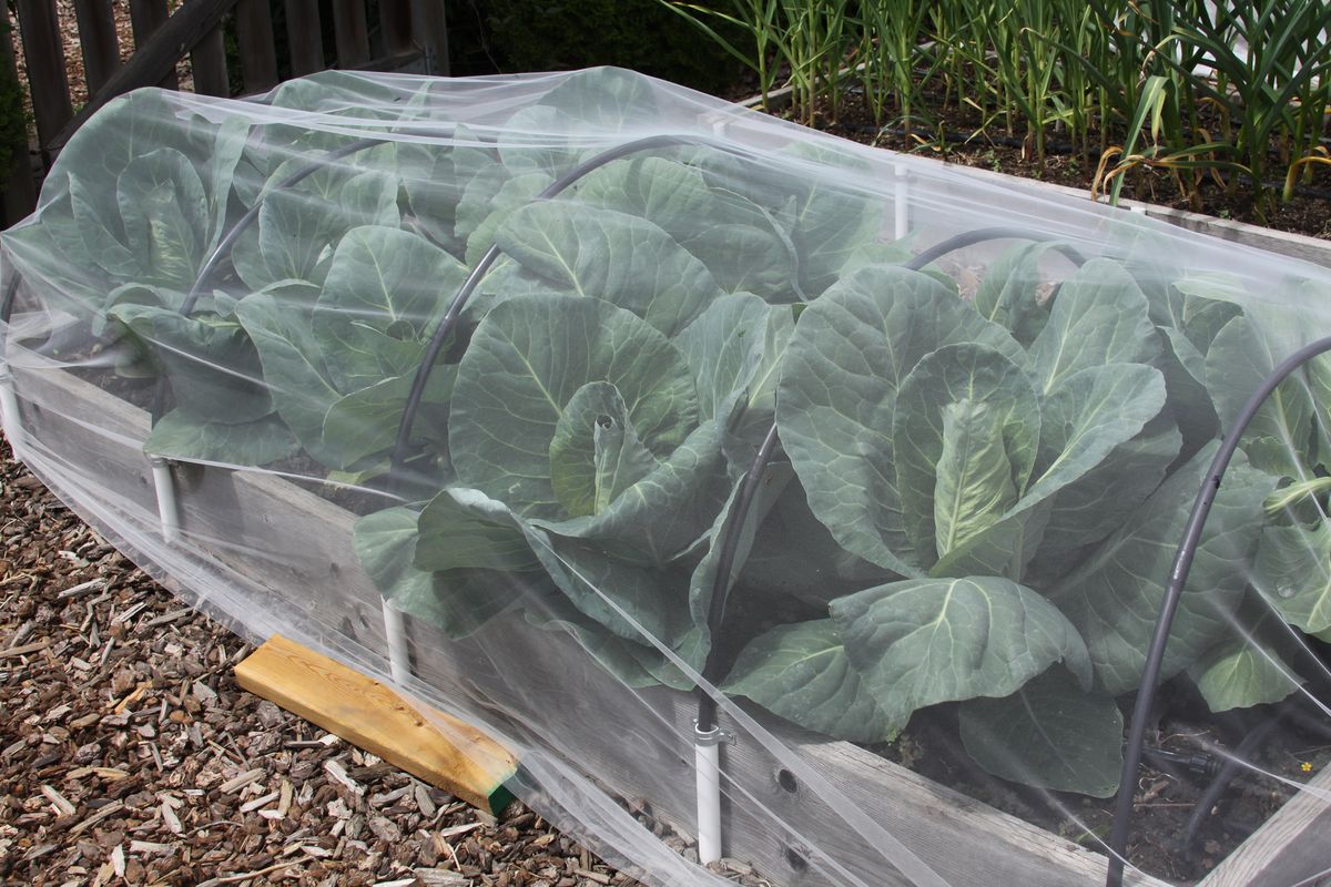 Bridal veil netting, also known as tulle, prevents cabbage butterflies and cabbage looper moths from laying their eggs on the leaves of cabbage family crops.  (Susan Mulvihill/For The Spokesman-Review)