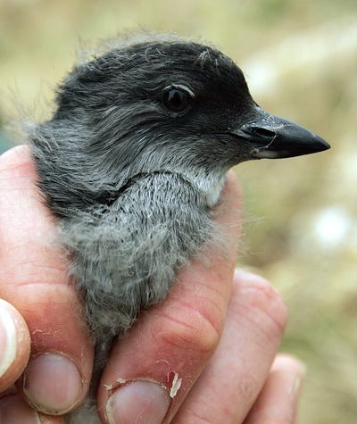 Cassin’s auklet chick is displayed at the Farallon National Wildlife Refuge. (Associated Press)