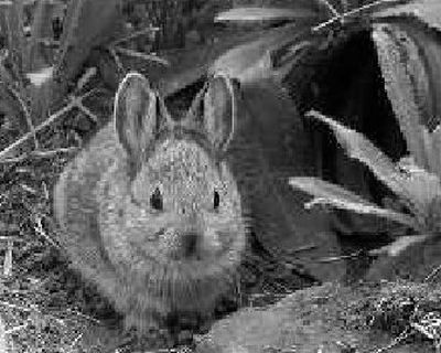 
 A juvenile Columbia Basin pygmy rabbit, born in captivity, is shown at Washington State University  in this undated photo. About 23 of the endangered rabbits will be reintroduced to their natural habitat Tuesday in Douglas County. 
 (File Associated Press / The Spokesman-Review)