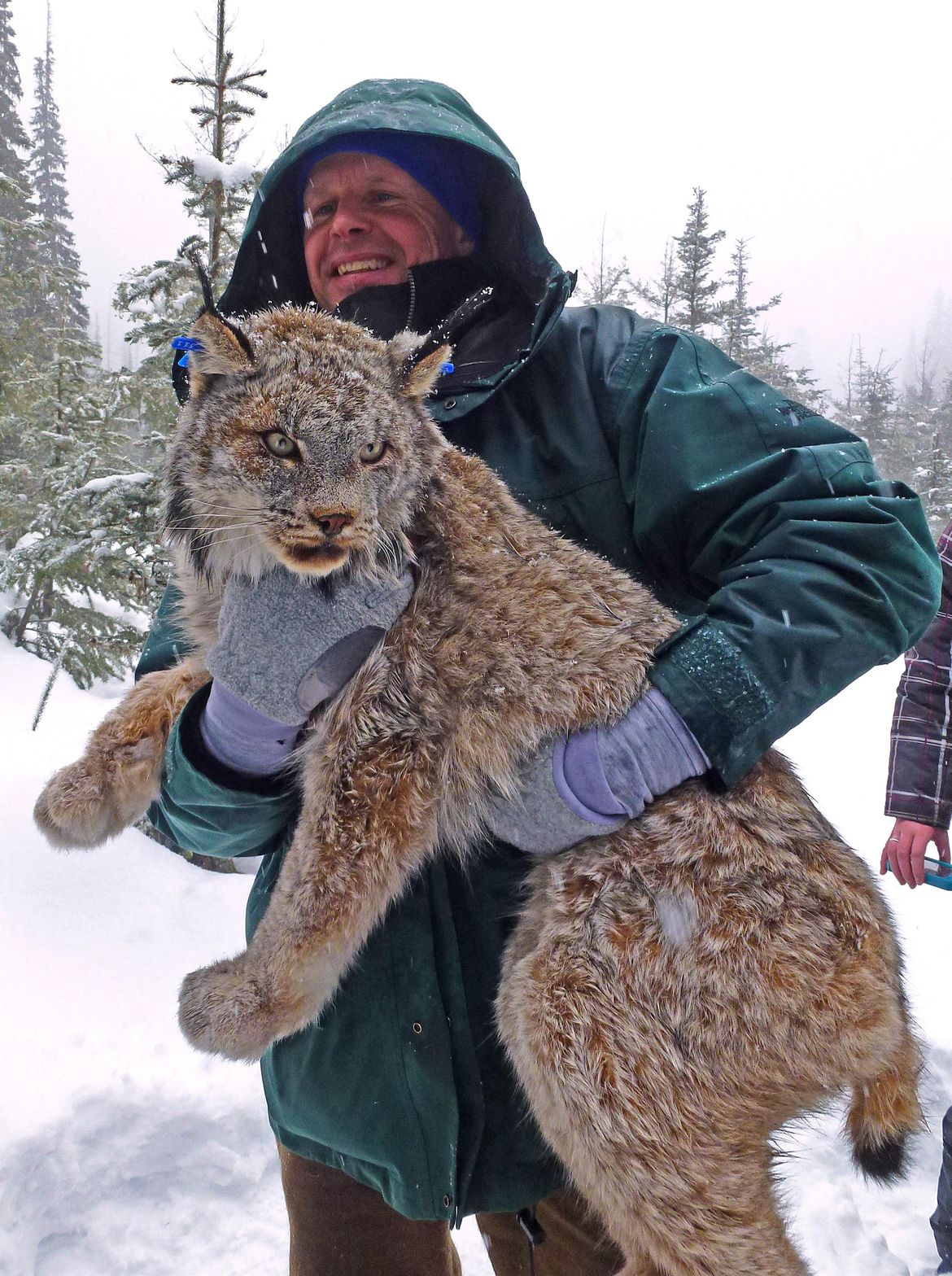 Canada lynx May 16, 2020 The SpokesmanReview