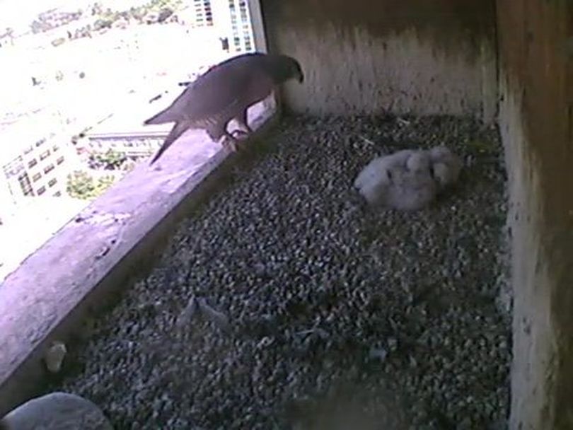 Peregrine falcon mom looks at her four chicks in downtown Boise nest box on Thursday (Peregrine Fund)