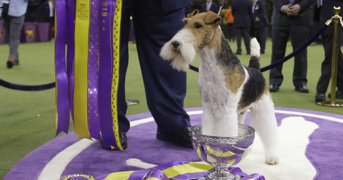 Wired to win Wire fox terrier is Westminster best in show The