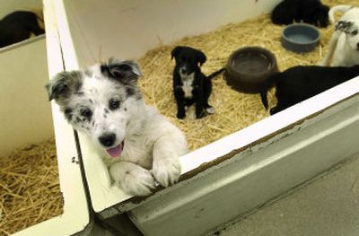 
A puppy may be on your child's wish list, but experts say it may be best to resist if the family isn't ready for a new pet.
 (Brian Plonka / The Spokesman-Review)