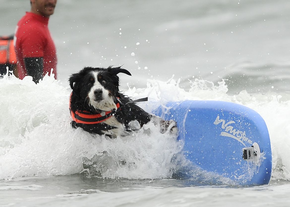 Purina Incredible Dog Challenge's surfing competition A picture story