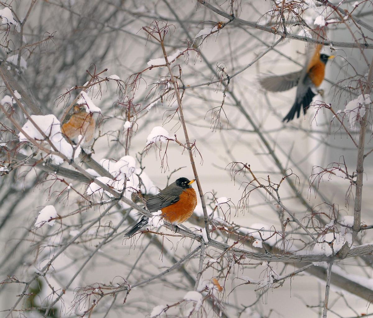 A robin takes flight, Friday morning, Feb. 15, 2019, in Spokane, Wash. (Christopher Anderson / The Spokesman-Review)