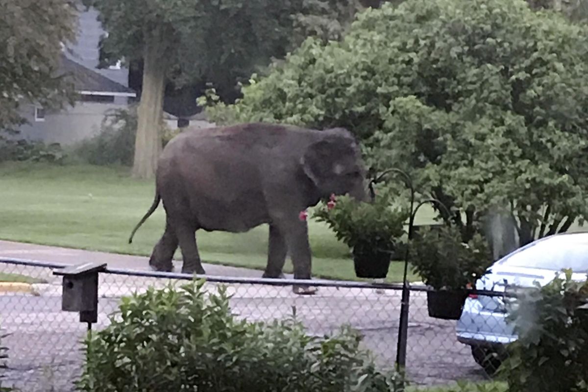 An elephant walks in the street, Friday, June 30, 2017, in Baraboo, Wis. Law enforcement officers quickly got in touch with the nearby Circus World Museum, home to the wandering pachyderm. A trainer arrived and led the elephant back to the circus complex. (Jaime Peterson / AP)