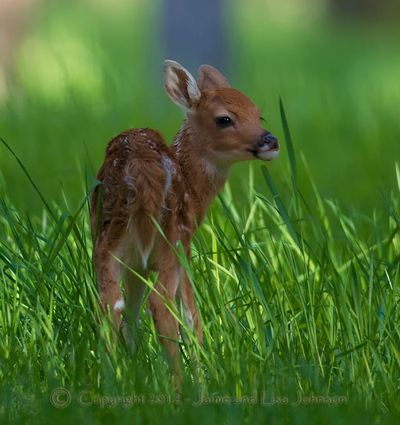 A whitetail fawn days after birth. (Jaime Johnson / Zenfolio.com)