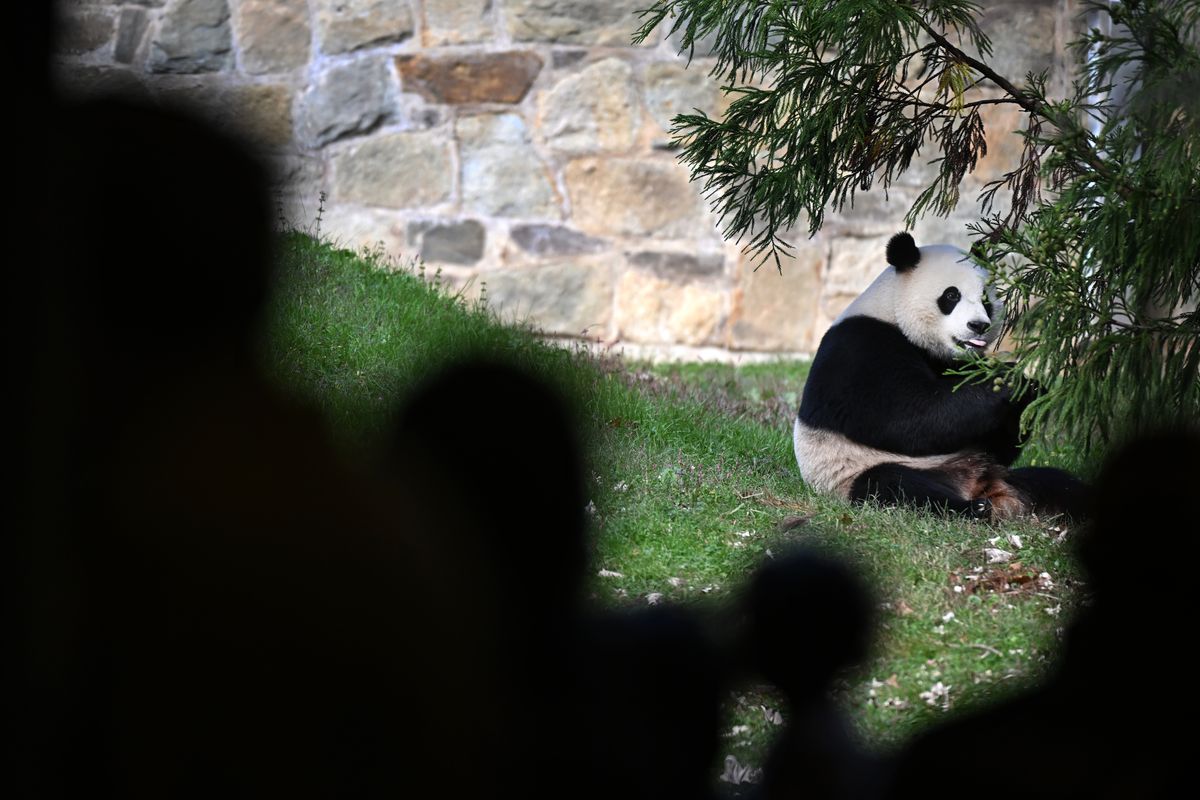 Giant panda Xiao Qi Ji is seen in his enclosure at the National Zoo in Washington before his return to China last year.  (Matt McClain/The Washington Post)