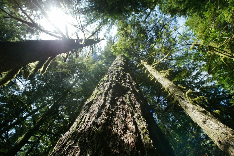 The Douglas fir, named for David Douglas, was greatly admired by the collector for its great size, its variable habitats, and its potential as a timber resource. (Associated Press)