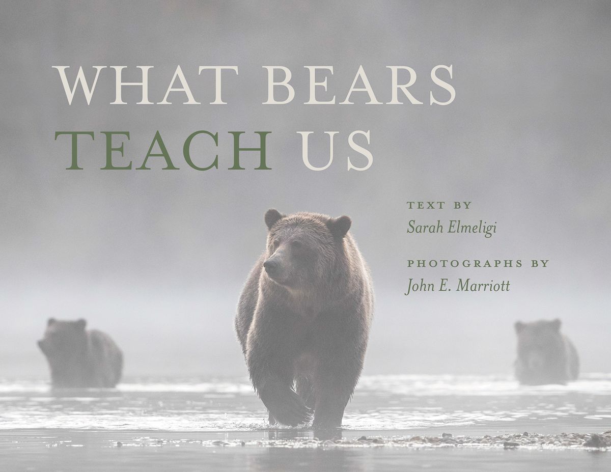 “What Bears Teach Us” by Sarah Elmeligi  (Courtesy)
