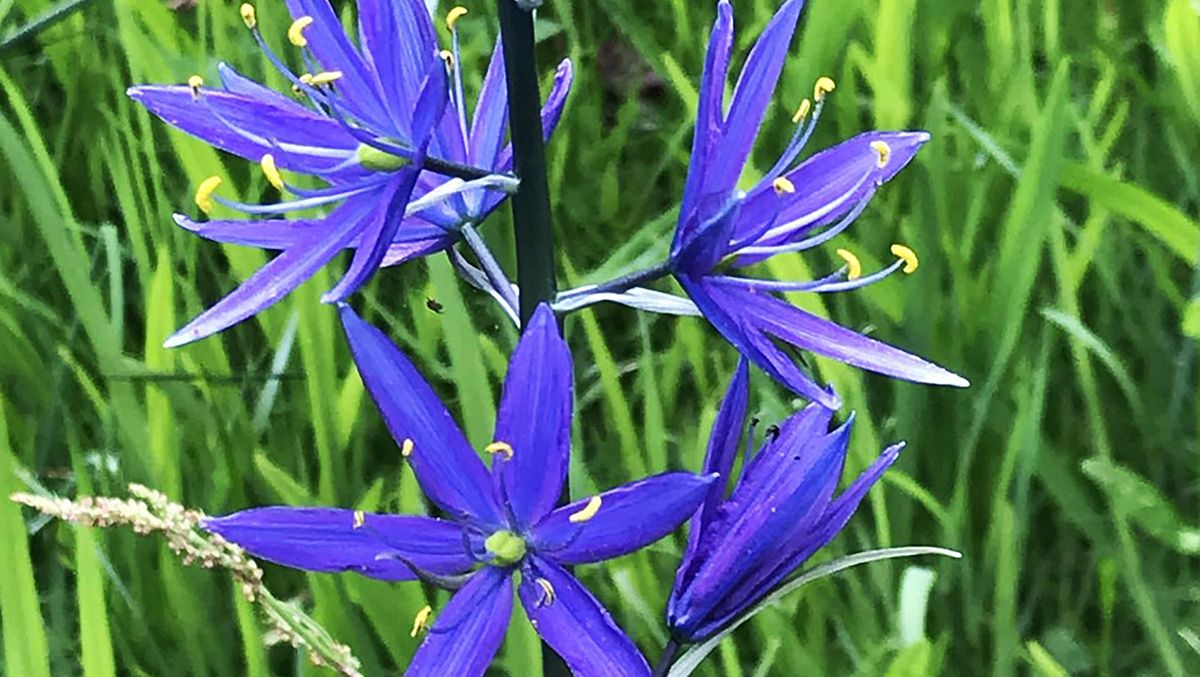 In The Garden Digging Up Variety For Spring Blooms The Spokesman Review