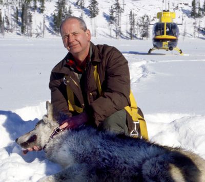 Wolf specialist Ed Bangs, pictured collaring a gray wolf, says the species has fully recovered in the Northern Rocky Mountain states.  (File Associated Press / The Spokesman-Review)