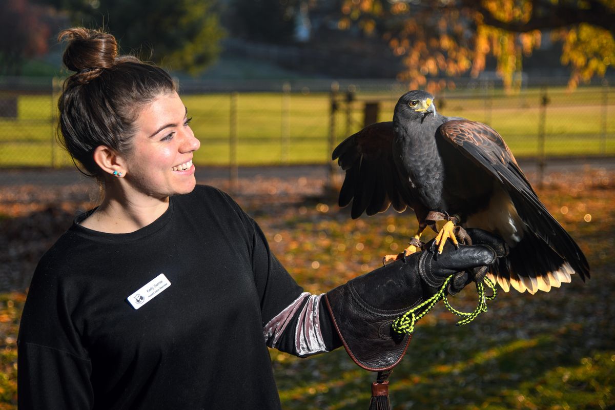 Kelly Samia, of the West Valley Outdoor Learning Center, displays Stan, a Harris’s Hawk, on Thursday, Nov. 8, 2018. The center is having an open house  Nov. 17. (Dan Pelle / The Spokesman-Review)