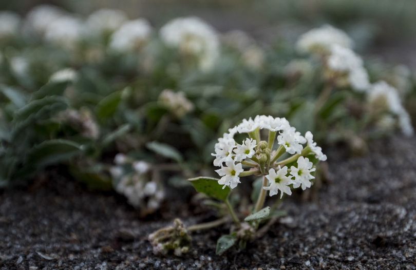 Sand verbena, the rarest species in Yellowstone National Park grows in a secluded and secret place only known by Heidi Anderson, director of the Yellowstone National Park Herbarium in the Heritage and Research Center and a few botanists seeking to save the plant in Gardiner, Mont.  (Mark Davis / The Powell Tribune via AP)