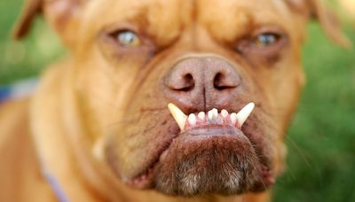 Pabst competes in the World’s Ugliest Dog Contest on Friday in Petaluma, Calif.  (Associated Press / The Spokesman-Review)