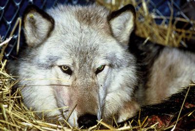 Wolf managers with Idaho's Department of Fish and Game want to use helicopters to collar wolves to help count them. Opponents fear the information will be used to track and kill the animals. There are now 500 wolves in Idaho.  
 (Associated Press/File / The Spokesman-Review)