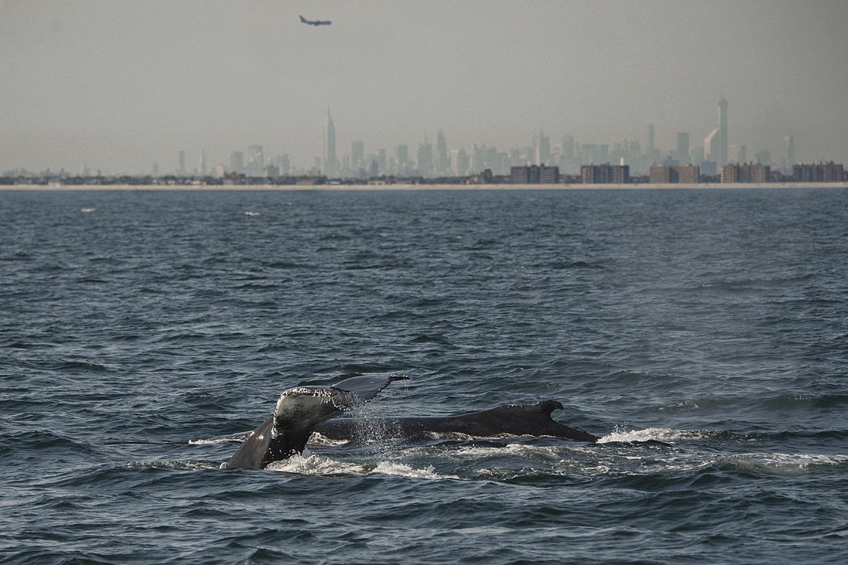 In this Sept. 28, 2014 photo provided by the Wildlife Conservation Society, two humpback whales dive inside what is called the New York Bight, with the New York City skyline in the background. Scientists have deployed a high-tech acoustic buoy in the Bight 22 miles off the coast of New York