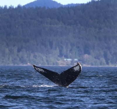In 2018, a humpback whale goes deep on a dive to the bottom of the Salish Sea.  (Steve Ringman/Seattle Times)