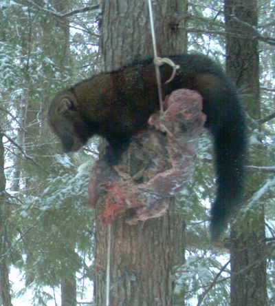 In this photo snapped by a motion-activated camera, a fisher feasts on a beaver bait set up by wildlife researchers in the Cabinet Mountains. (Idaho Fish and Game Department)